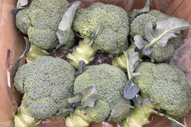 ブロッコリー　6玉　約1.5kg