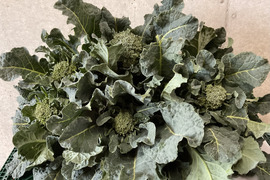 3月予約増量　【大好評😀】糖度が　グッ　とあがった　『春の茎ブロッコリー（アレッタ）』　1200g→1300g” from 名水の里　神奈川県秦野市