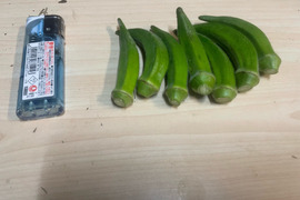 捨てるのにはもったいなさすぎる美味いオクラ約1.0kg(ワケあり・不整形なオクラです)