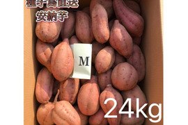 【絶品】大人気！安納芋 Mサイズ 24kg(箱別)