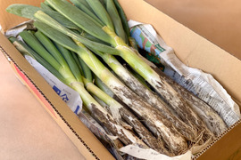 【破格のお値段！業務用向け】寒さで甘味を蓄えた新鮮長ネギ（お徳用１０kg・６０〜８０本入り）