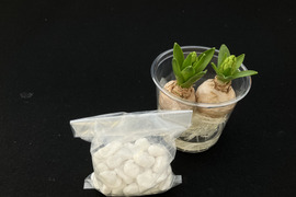 香り豊かなヒヤシンス白２球 透明クリアカップ入（小石付）【期間限定】