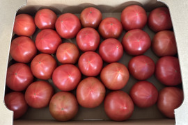 【甘みと酸味のバランスが抜群!】味の濃い京都産トマト お試し1kgセット(10玉前後)
