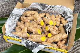 【掘りたて春ウコン・今だけ!】800g・全国一律360円でお届け/沖縄県産/農薬・化学肥料・動物性堆肥不使用