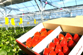 【いちご食べ比べ】《農場長おすすめ2品種 食べ比べセット♪》280g×2パック　佐賀県基山町産