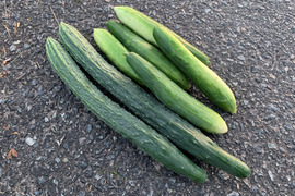 【自然栽培】固定種 ときわ地這胡瓜＋神田四葉胡瓜 2kg★農薬・肥料不使用｜きゅうり｜キュウリ
