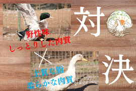 【数量限定】かすみ鴨＆志筑鴨　ムネ肉食べ比べセット（かすみ鴨：1枚、志筑鴨：2枚）