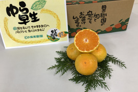 完熟「ゆら早生」みかん　5㎏×2箱（サイズ混合）。