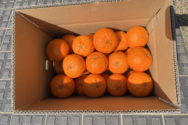 甘くて濃厚な津之輝　Ｌと2Lサイズ の混合　５キロ