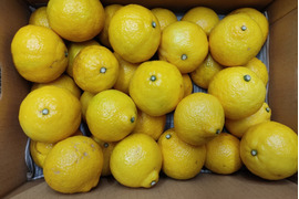 お弁当のお供に　こぶりちやん　はるか　箱込み4.5キロ