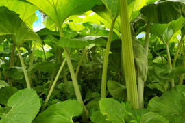 天然山菜　秋田フキ約1000g（予約販売）世界遺産白神山地付近産