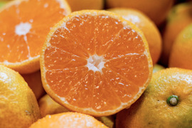 愛媛みかんの老舗厳選『極早生みかん 5.5kg』愛媛県川上産