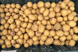 インカのめざめ　　一口大　２キロ　新ジャガ