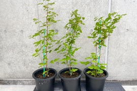 【ラズベリー鉢植え】当ファームで栽培しているラズベリーです【観賞用】【木】【ポット】