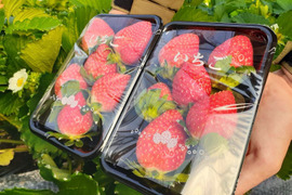 【日時指定可】朝採れ新鮮！酸味少なく香り高い『かおり野イチゴ』【12/8〜お届け予定】（200g×2パック）【予約販売】【イチゴ】