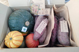 かぼちゃ・さつまいも食べ比べセット！4.5kg