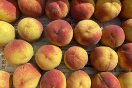 希少な桃！家庭用 ゴールデンピーチ 信州産 2kg（4～8個）