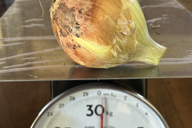 新玉ねぎ5kg 大きさ色々。ローリエの葉10枚もセットで。