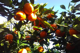 傷ありみかん（向山中生みかん）9kg