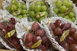 【食べ比べ】シャインマスカット&クイーンルージュ家庭用約3kg(3房×2種)☆長野県産☆発送9月中旬〜