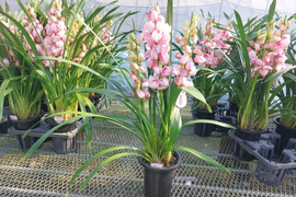 【アワード受賞福袋】蘭の福袋