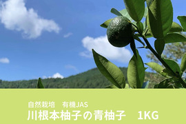 【なくなり次第終了】有機栽培　川根本柚子の青柚子　有機JAS　1kg