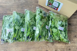 ☆有機JAS認証☆ホーリーバジル　1㎏