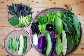 【農薬・化学肥料不使用】花オクラ入り野菜セット【６～８種類の野菜】【食べ方説明書付き】【金曜日クール便で発送】【あわせ買い可】【熨斗(のし)対応可】【８０サイズ箱】