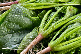1kg｜信州産｜アクがない根付きほうれん草