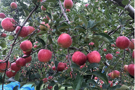 青森りんご　未希ライフ　贈答用　約3キロ　しっかりとした食感で、玄人好みの夏りんご