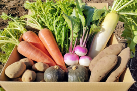 【冬ギフト】☆鍋にもぴったり。新鮮野菜を信州の高原よりお届け！旬の野菜セット７種（レギュラー）