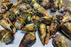 チャンバラ貝/マガキガイ/特大サイズ/塩茹で美味/500g【冷凍】