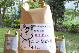 第１次予約‼️　 26年度産新米!! 無洗米 もっちもち!! 信州上田産コシヒカリ無洗米4.3kg　おむすび　お弁当に!!　令和８年新農家直送