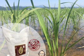 【米粉】超高級米いのちの壱100% (800g×1袋)