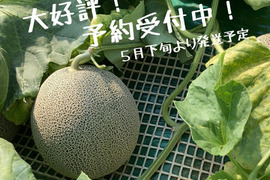 【予約受付中！！5月下旬収穫発送】タカミメロン