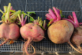 ✨食べるスーパーフード！ビーツ2種食べ比べセット【土付き直送】約3.8kg（葉なし）｜農薬・化成肥料不使用｜✨