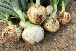 農薬不使用　新玉ねぎ（3kg）【農薬・化学肥料・除草剤不使用】