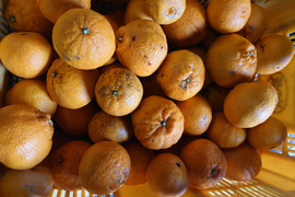 【訳あり家庭用】紀州のデコ「不知火」５㎏