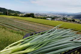 採れたて新鮮！甘味たっぷり「山麓　青ネギ」１０ｋｇ
