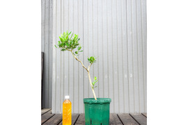 オリーブ 鉢植え アレクッゾ｜育てやすい シンボルツリー・盆栽にも最適　19
