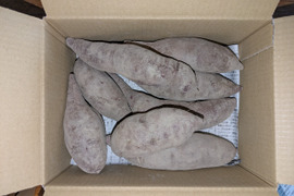 【規格外】鮮やかな紫色　紫芋（あやむらさき）1.9kg