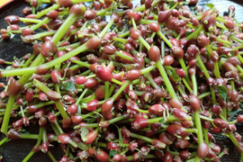 ミズの実「みずのコブ」300ｇ白神山地のふもとからお届け