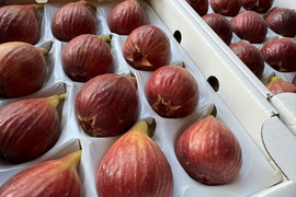 いちじく【ゆりかーご】１２玉