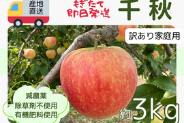 生産農家直送 りんご 千秋 せんしゅう 訳あり家庭用 3kg 長野県産 信州りんご発祥の地 産地直送 除草剤不使用 人にやさしく環境にもやさしい