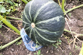 栗政宗 （約1.5kg 1-2玉 ）くり風味カボチャの北の覇者【冬ギフト】