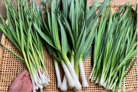 料理の味がグレードアップ！　この時期だけ、葉ニンニク２種とニラの元気野菜セット
