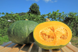 【完熟美味】濃厚な甘みの大玉カボチャ２玉(3.5kg)
