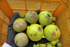 【お得な加工用】大分県産　種なしカボス　農薬不使用の自然栽培