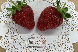 【とても稀少な黒いちご】「満天☆青空レストラン」で紹介された特選食材です！軽井沢高原プレミアムいちご（真紅の美鈴）・化学農薬を限界まで抑えたこだわりの当園独自農法★15粒または18粒入り【贈答用】