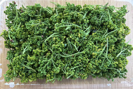 【春の香り】花山椒/はなさんしょう/天然/高級山菜/100g【4/16~17発送】【冷蔵便】